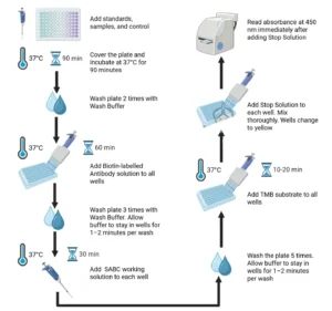 GDF-8 (Myostatin) 1mg Recombinant Research Protein