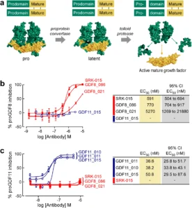 Biochemistry and Biology of GDF11 and Myostatin | Circulation Research